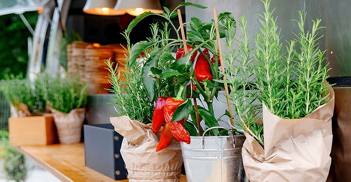 Frische Kräuter und Paprika-Pflanze in Töpfen auf der Theke eines Airstream Foodtrucks von Markus Grein
